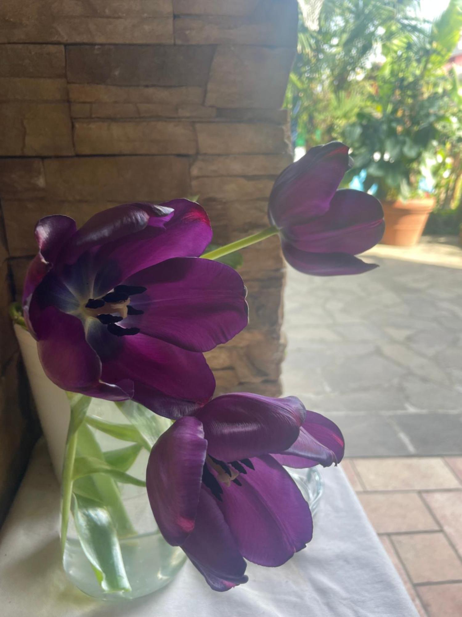 Il Giardino Di Emilia - Intero Appartamento In Villa Con Giardino Privato E Piscina Estiva Pontirolo Nuovo Dış mekan fotoğraf