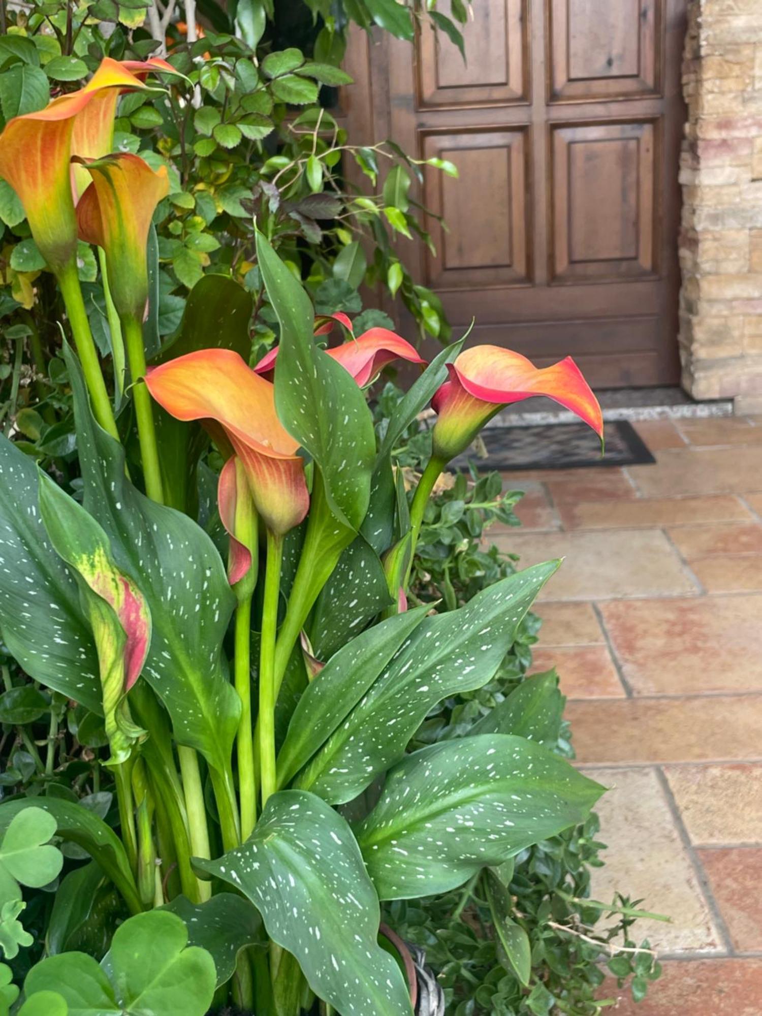 Il Giardino Di Emilia - Intero Appartamento In Villa Con Giardino Privato E Piscina Estiva Pontirolo Nuovo Dış mekan fotoğraf