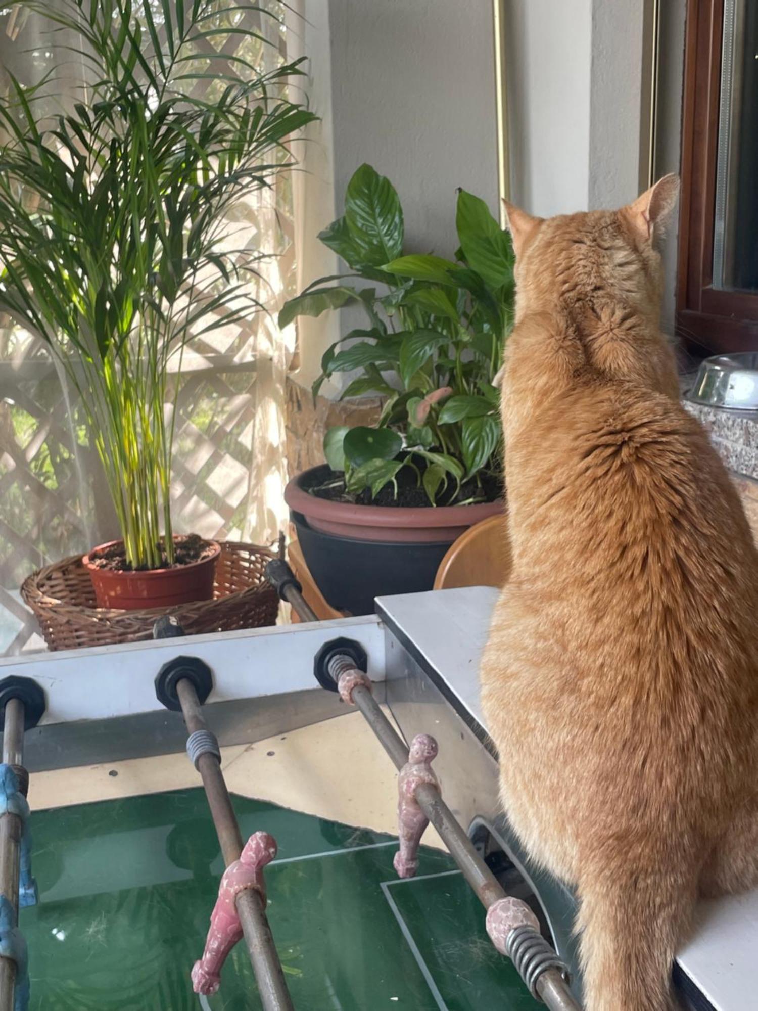Il Giardino Di Emilia - Intero Appartamento In Villa Con Giardino Privato E Piscina Estiva Pontirolo Nuovo Dış mekan fotoğraf